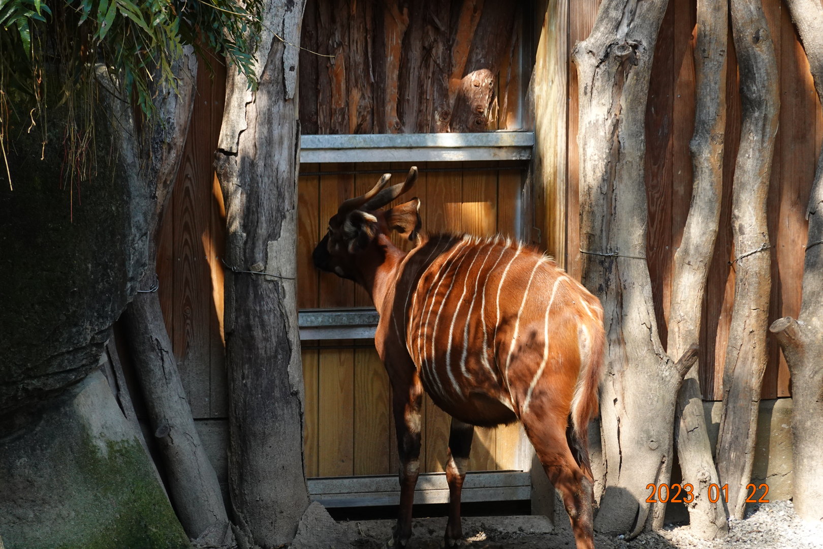 Eastern Bongo (Tragelaphus eurycerus isaaci)