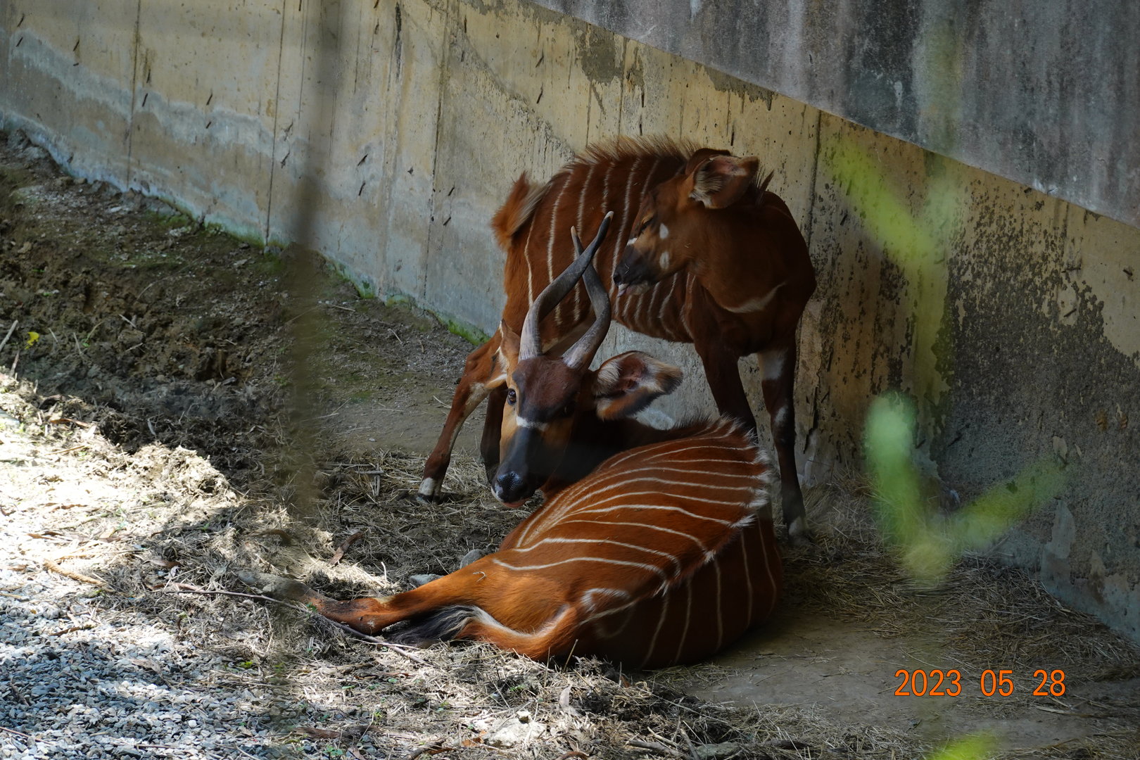 Eastern Bongo (Tragelaphus eurycerus isaaci)