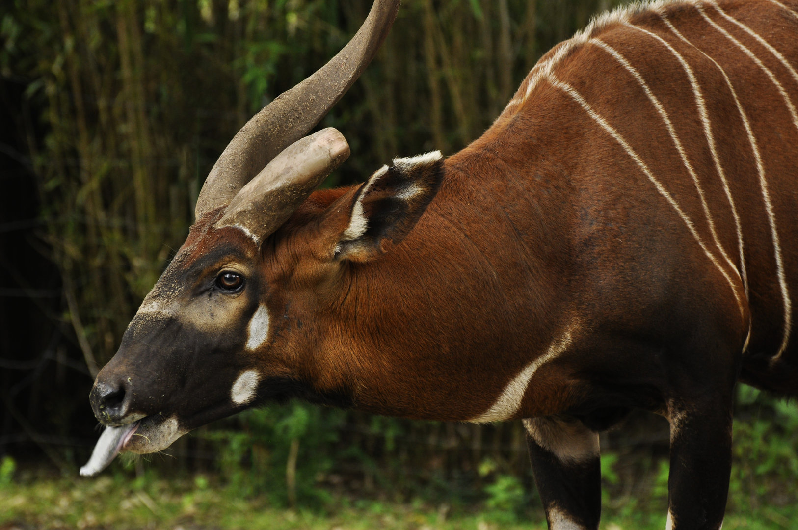 Eastern bongo Tragelaphus eurycerus isaaci