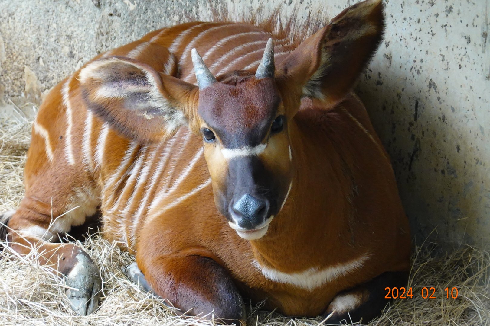 Eastern Bongo (Tragelaphus eurycerus isaaci)