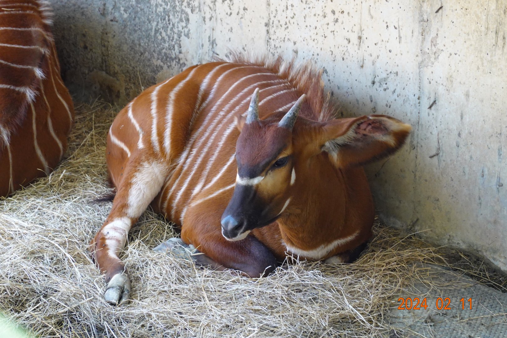 Eastern Bongo (Tragelaphus eurycerus isaaci)
