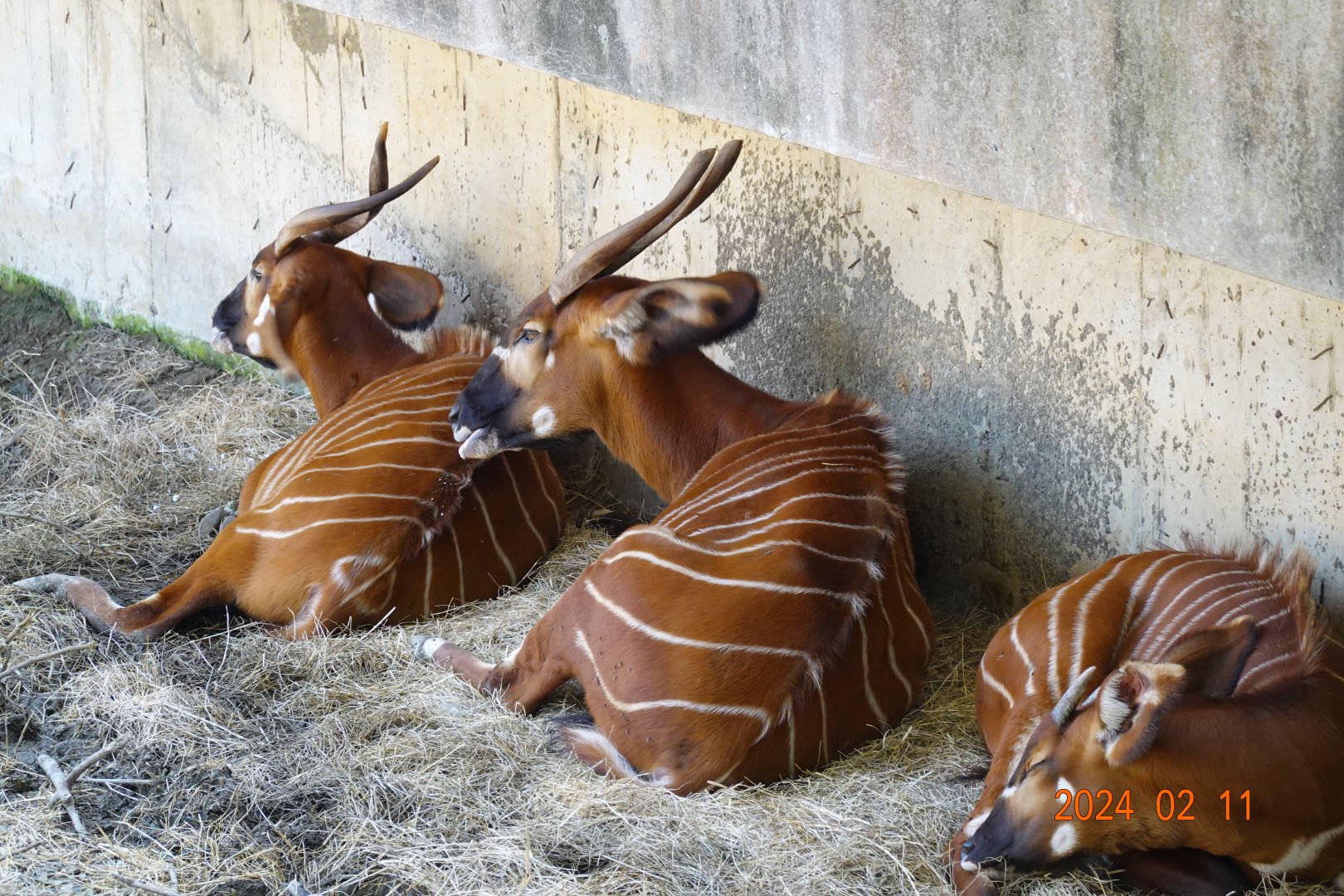 Eastern Bongo (Tragelaphus eurycerus isaaci)