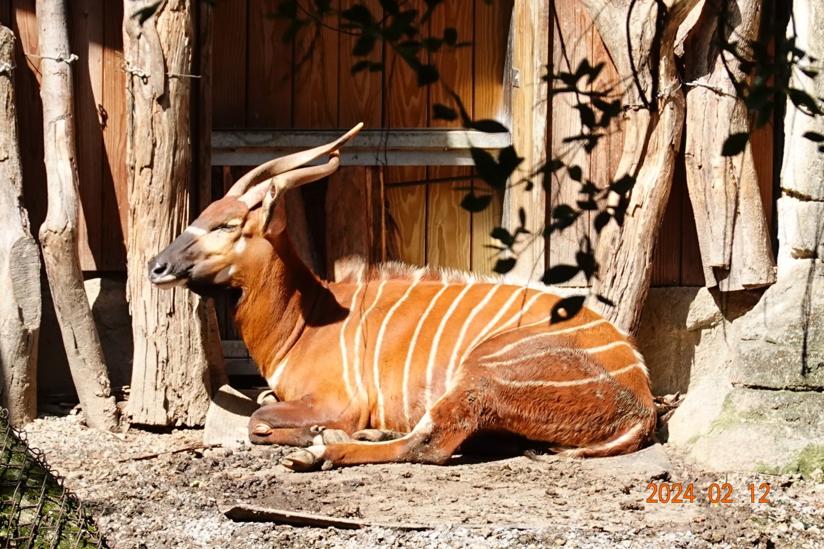 Eastern Bongo (Tragelaphus eurycerus isaaci)