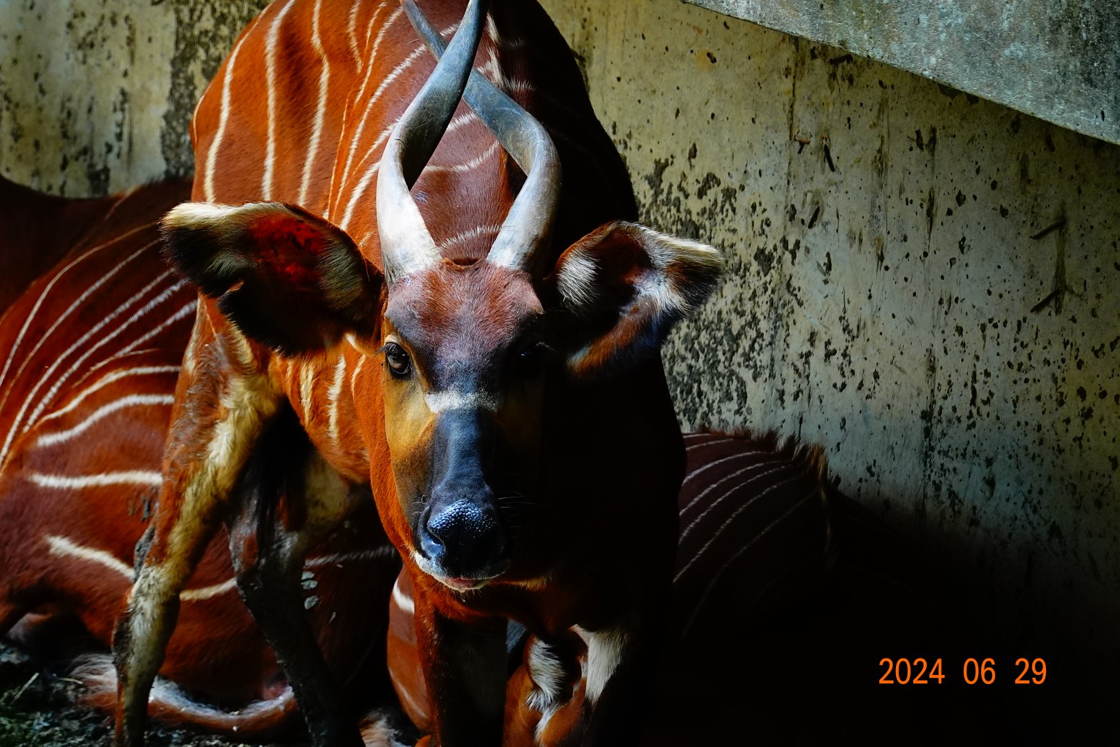 Eastern Bongo (Tragelaphus eurycerus isaaci)
