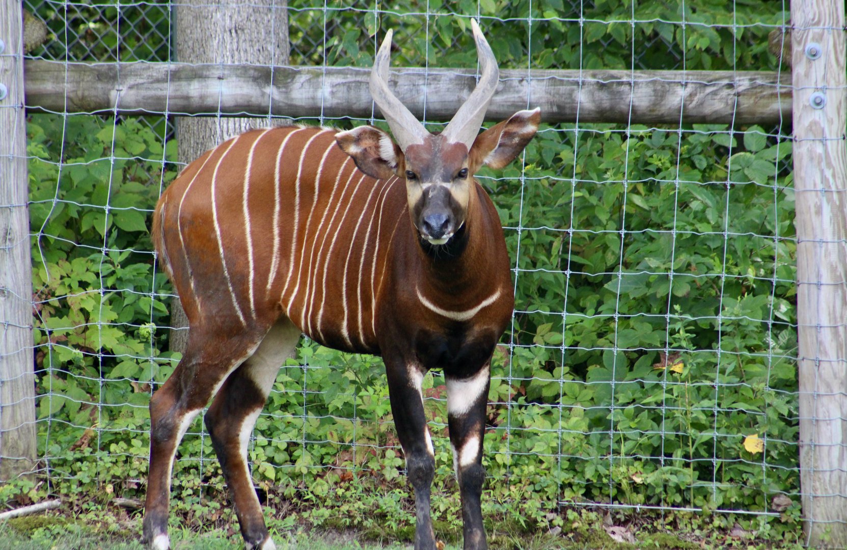 Eastern Bongo (Tragelaphus eurycerus isaaci)