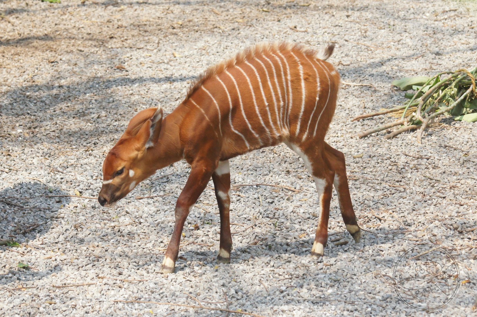 Eastern Bongo (Tragelaphus eurycerus isaaci)