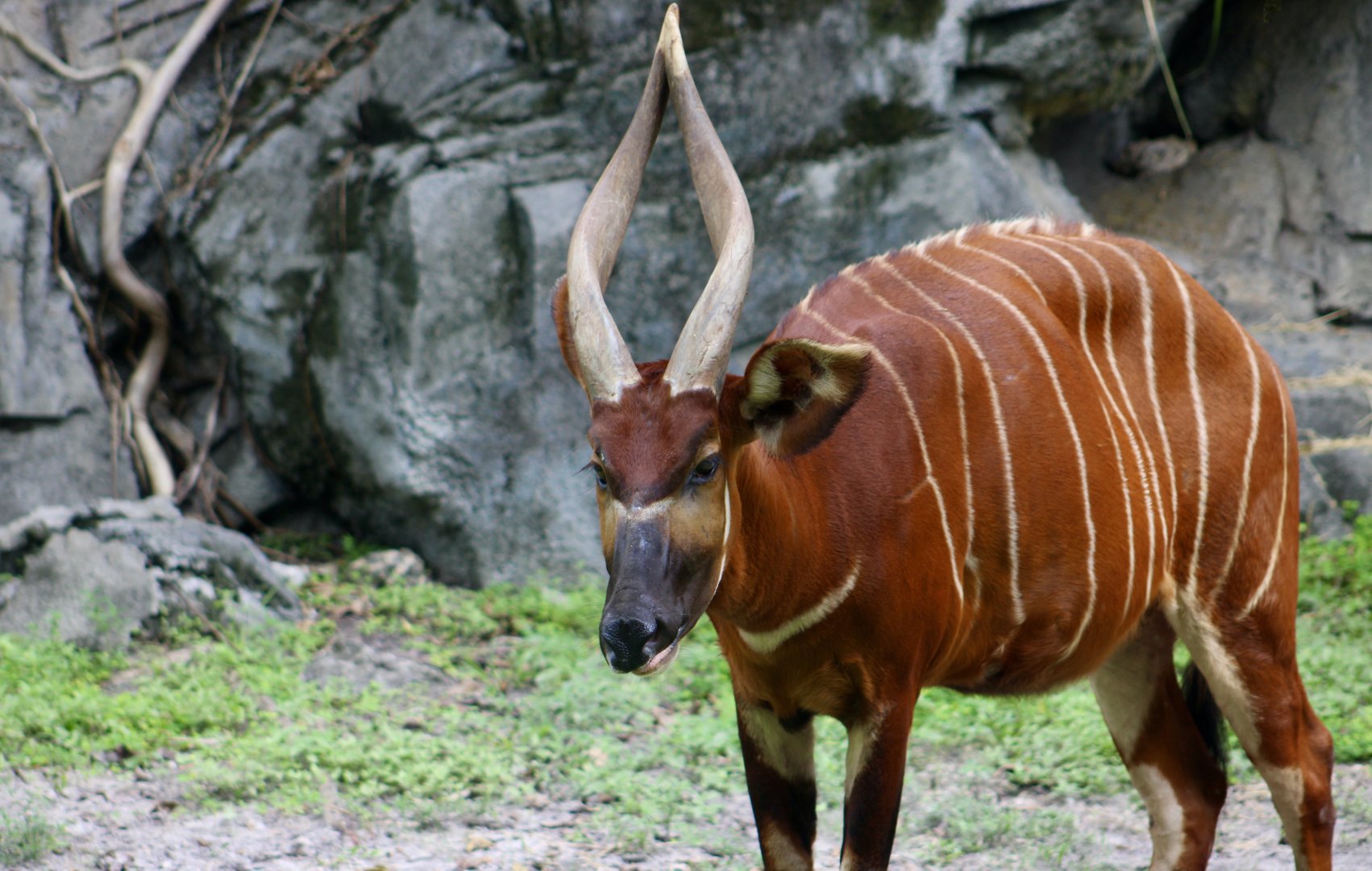 Eastern Bongo (	Tragelaphus eurycerus isaaci)