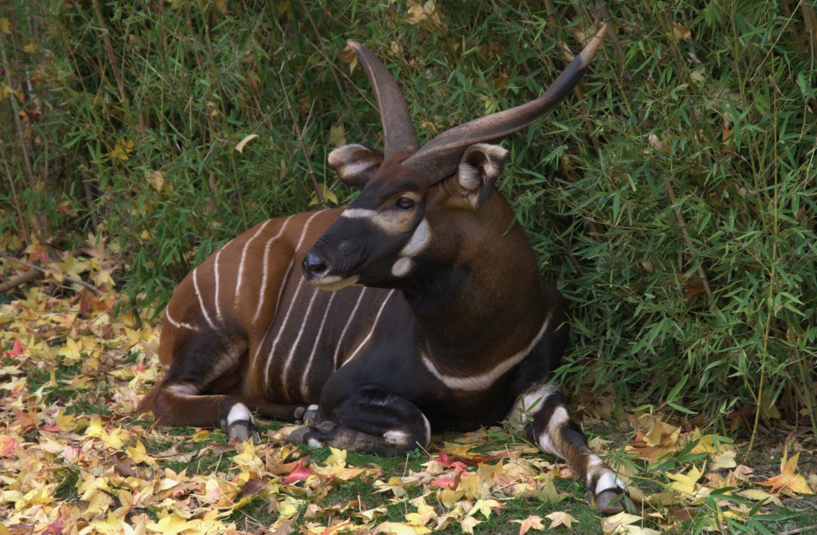 Eastern Bongo (Tragelaphus eurycerus isaaci)