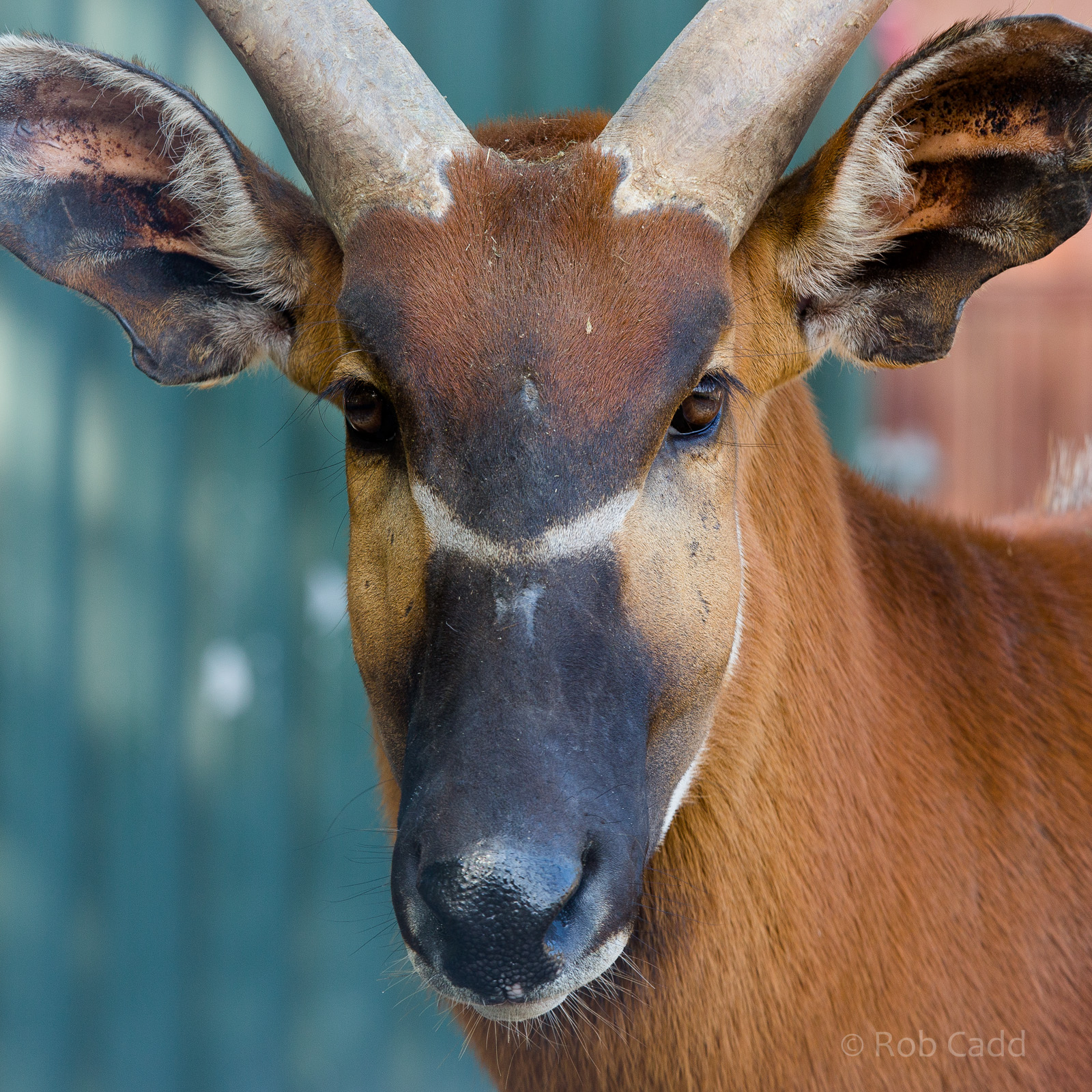 Eastern bongo : Whipsnade : 06 Jun 2014