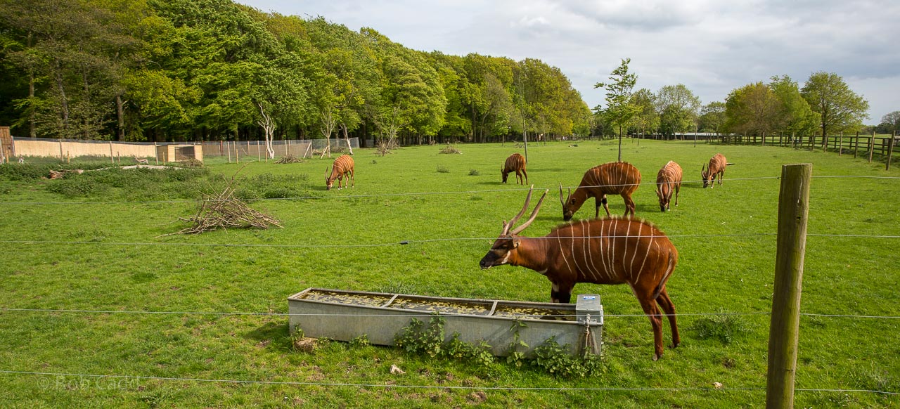 Eastern bongo : Whipsnade : 17 May 2015