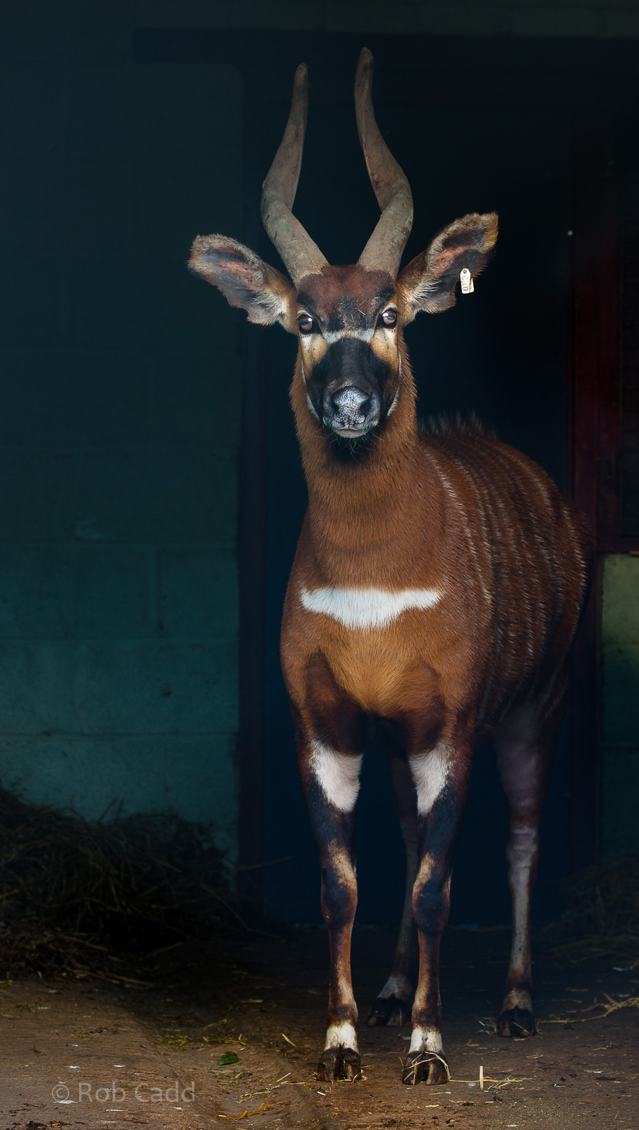 Eastern bongo : Whipsnade : 28 Jan 2017