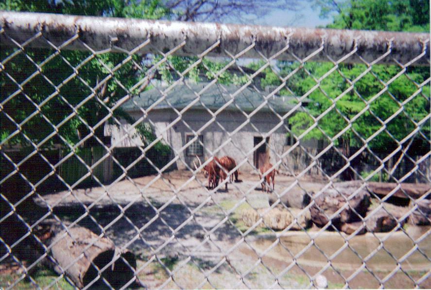 Eastern Bongo Yard - Round Barn