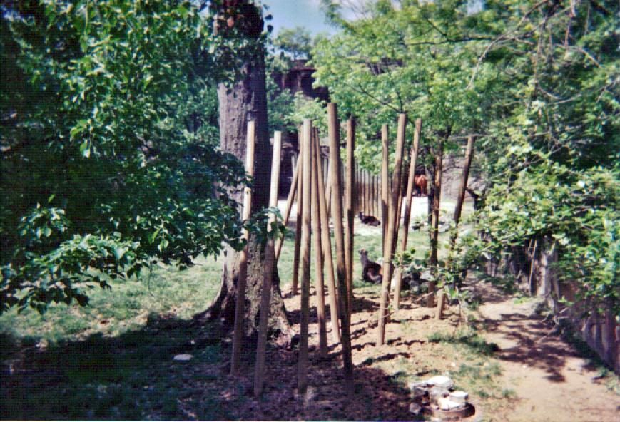 Eastern Bongo / Yellow-backed Duiker Yard - May 2004