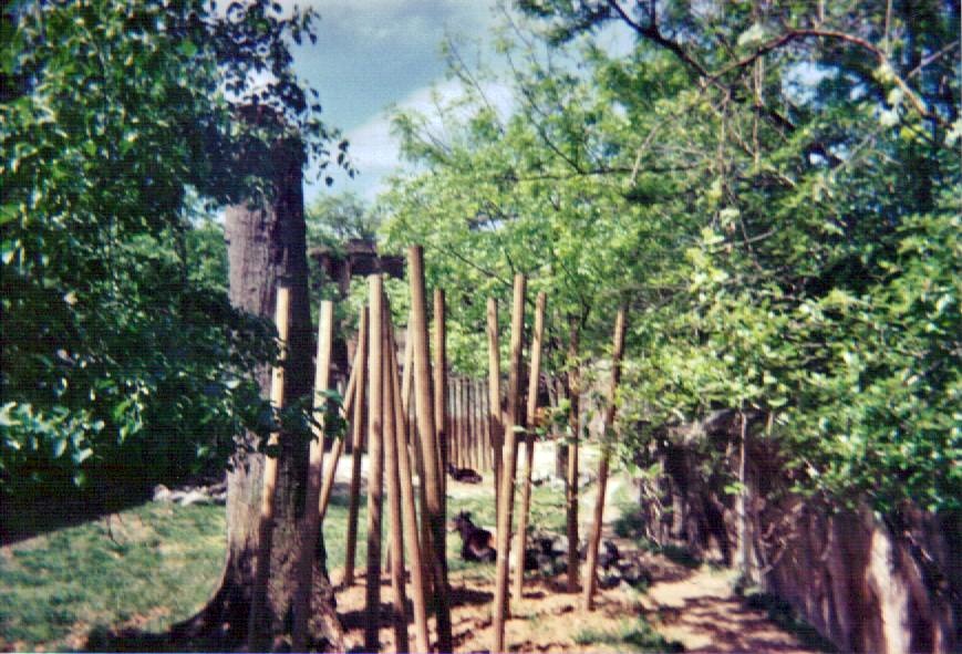 Eastern Bongo / Yellow-backed Duiker Yard - May 2004