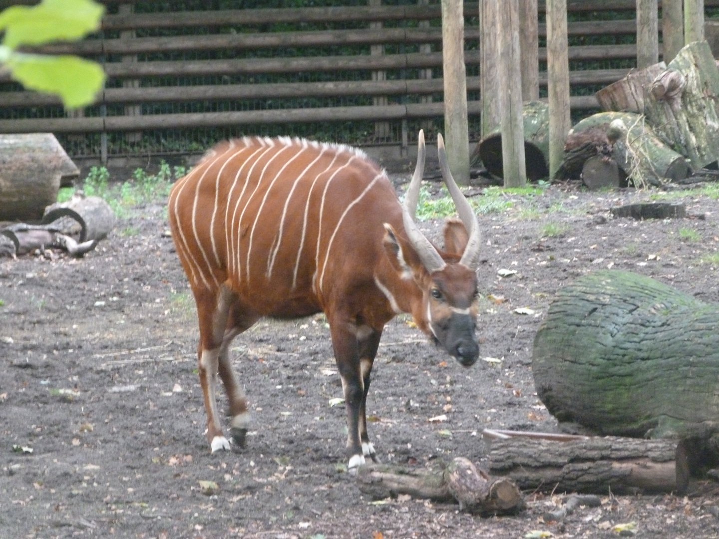 Eastern bongo -Zoologischer Garten Berlin (2024)