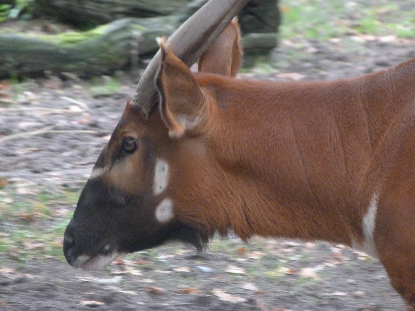 Eastern bongo -Zoologischer Garten Berlin (2024)