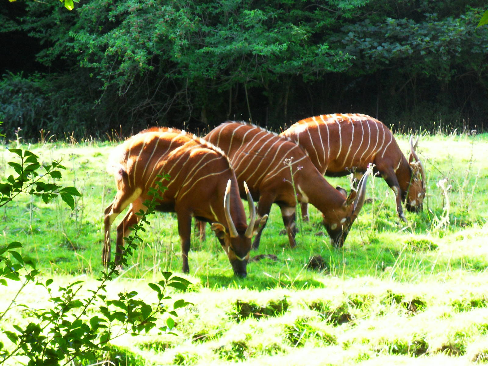 Eastern Bongo