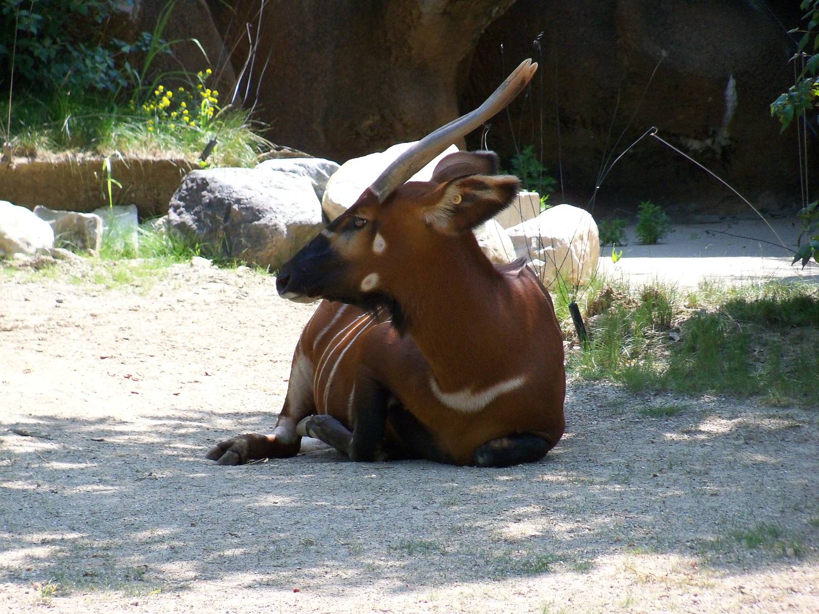 Eastern Bongo