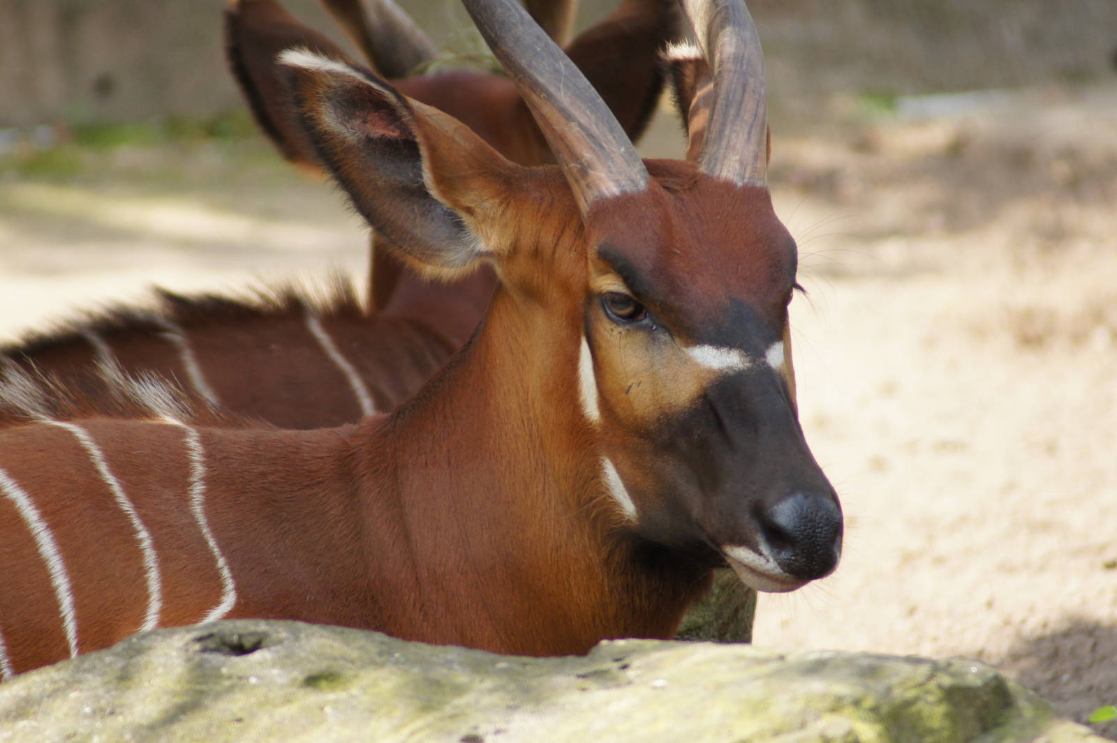 Eastern Bongo