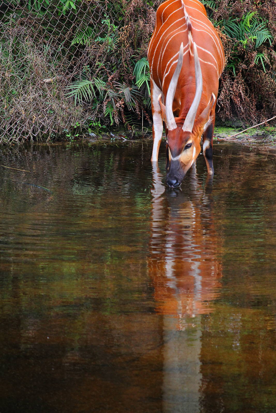 Eastern Bongo