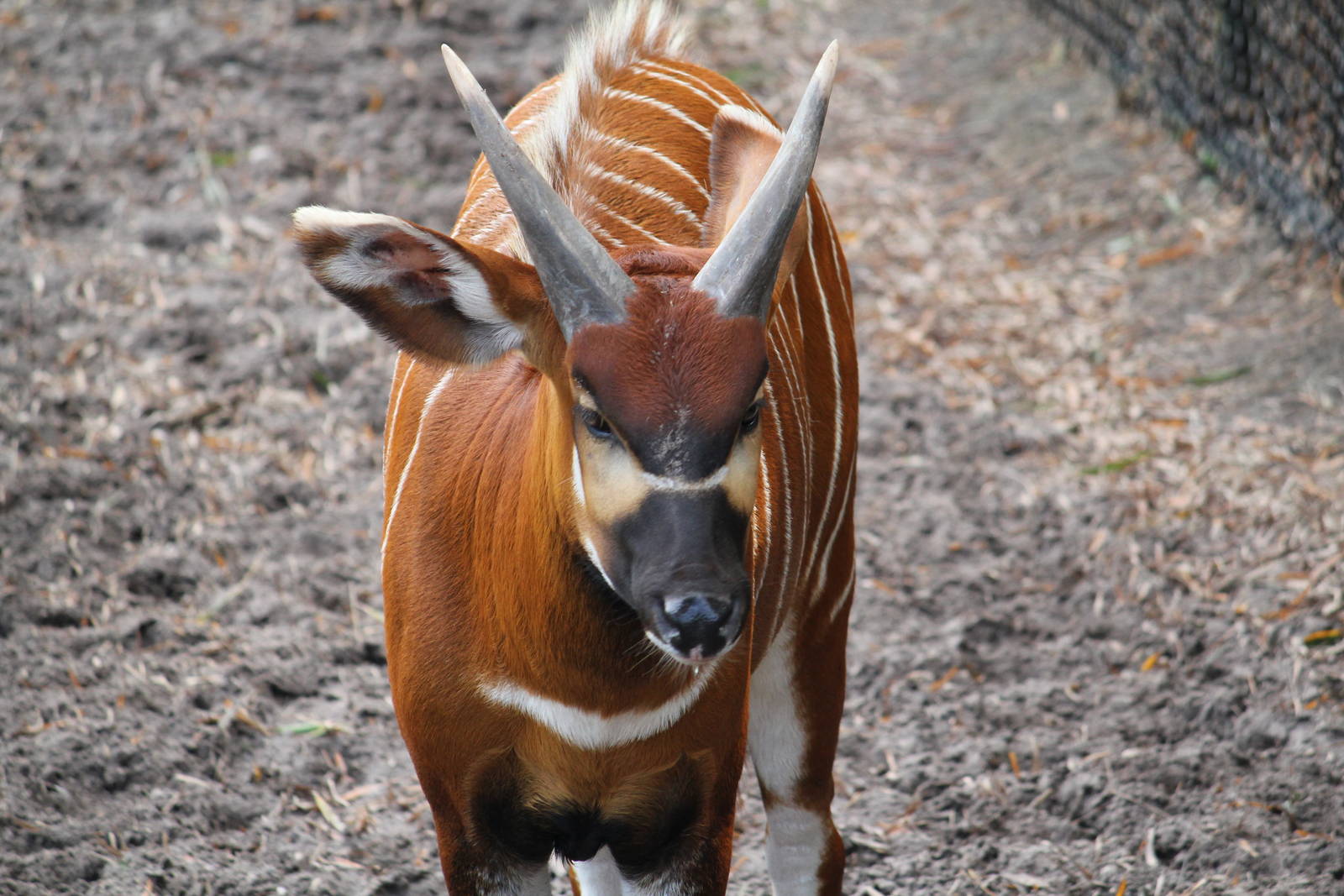 Eastern Bongo