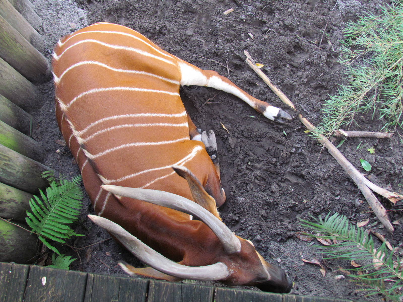 Eastern Bongo