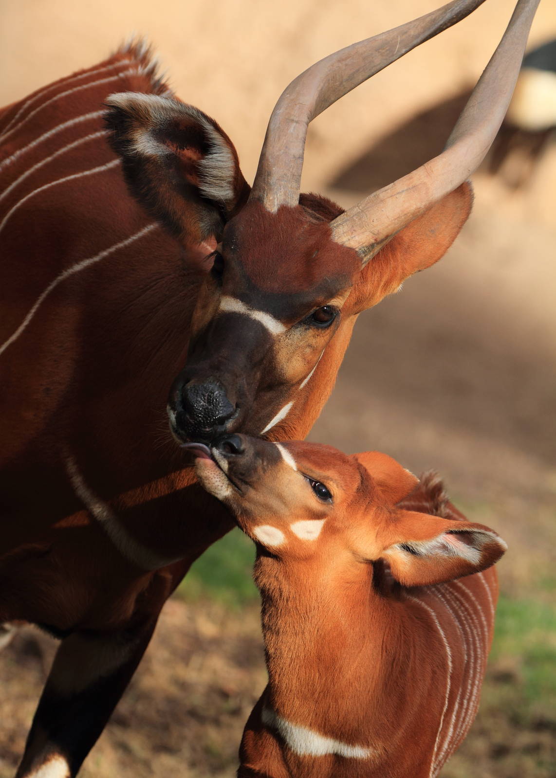Eastern Bongo