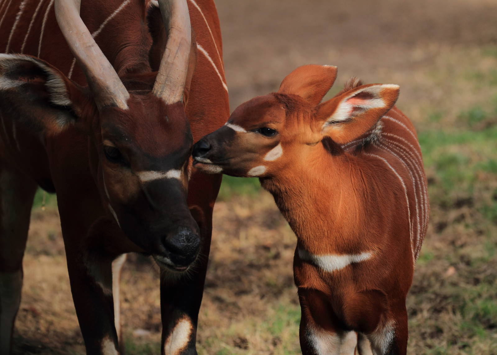 Eastern Bongo