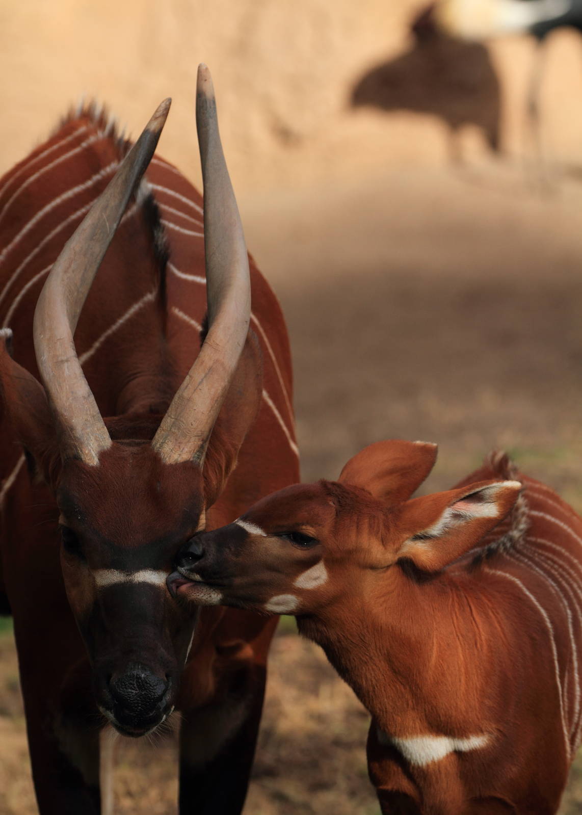 Eastern Bongo