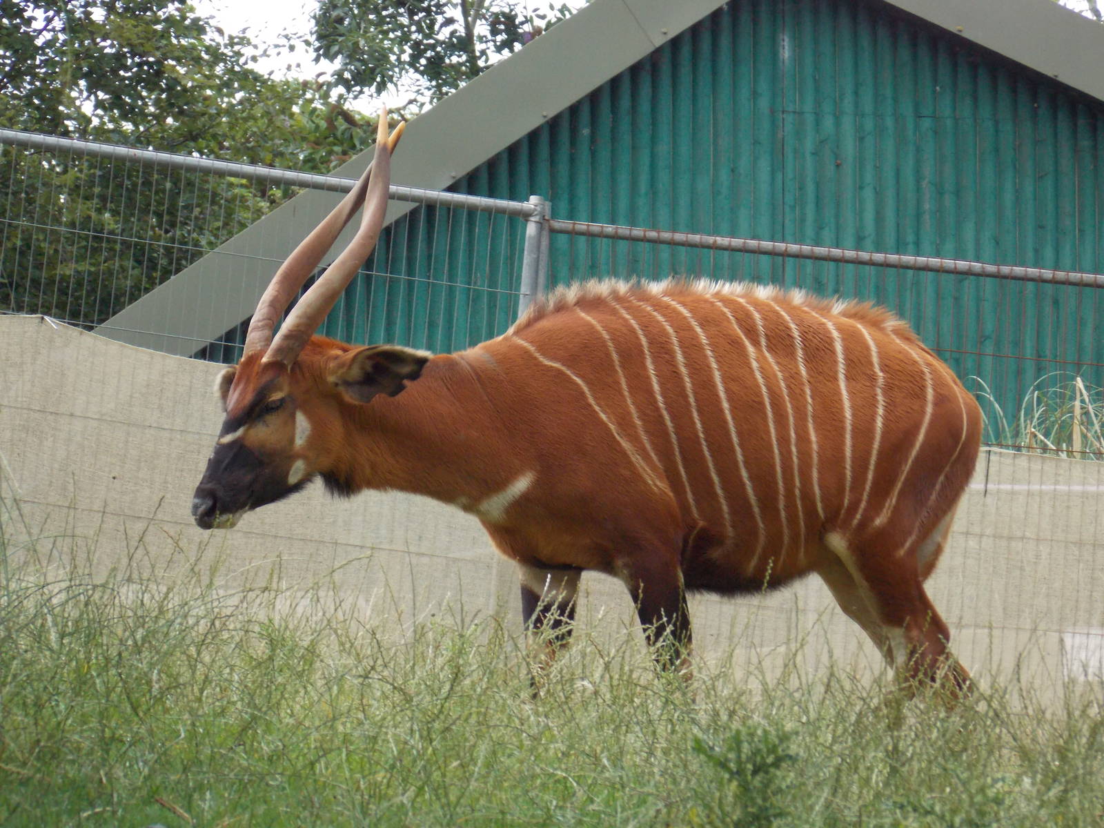 Eastern Bongo