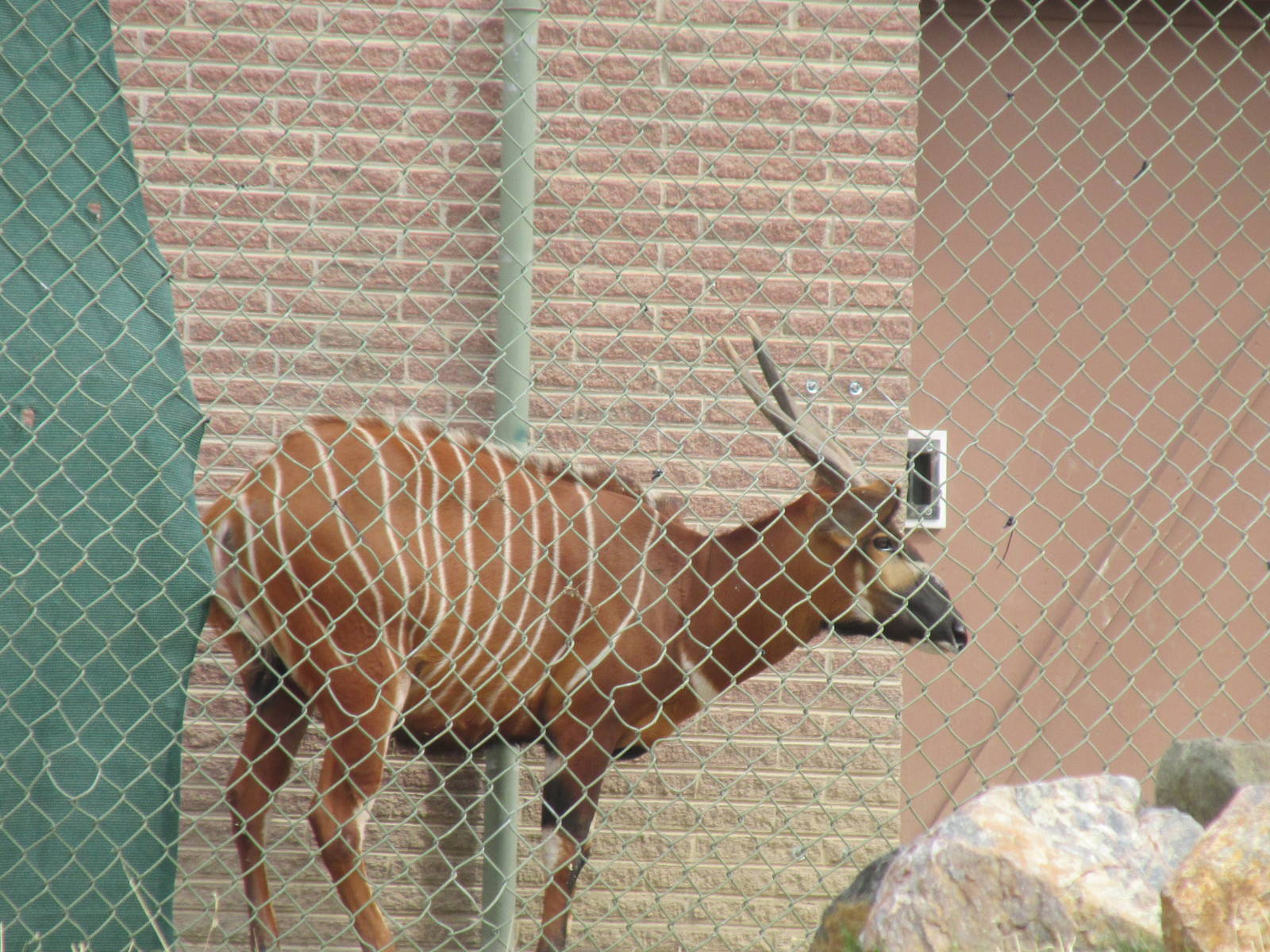 Eastern Bongo