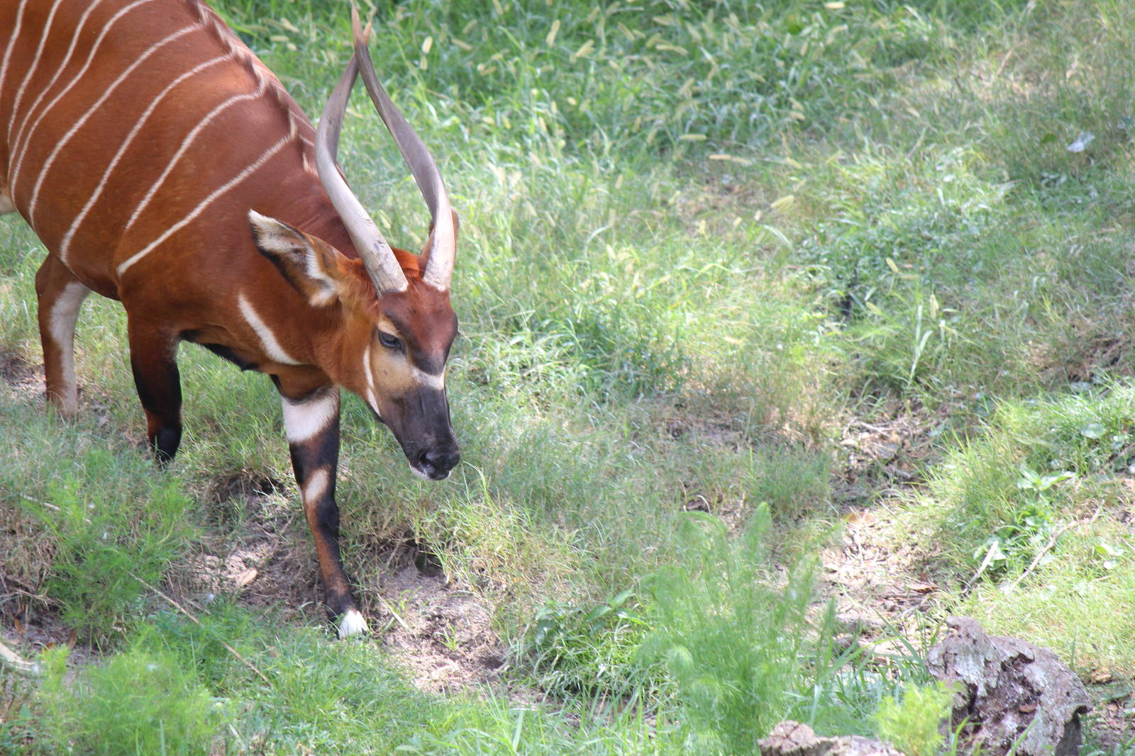 Eastern Bongo