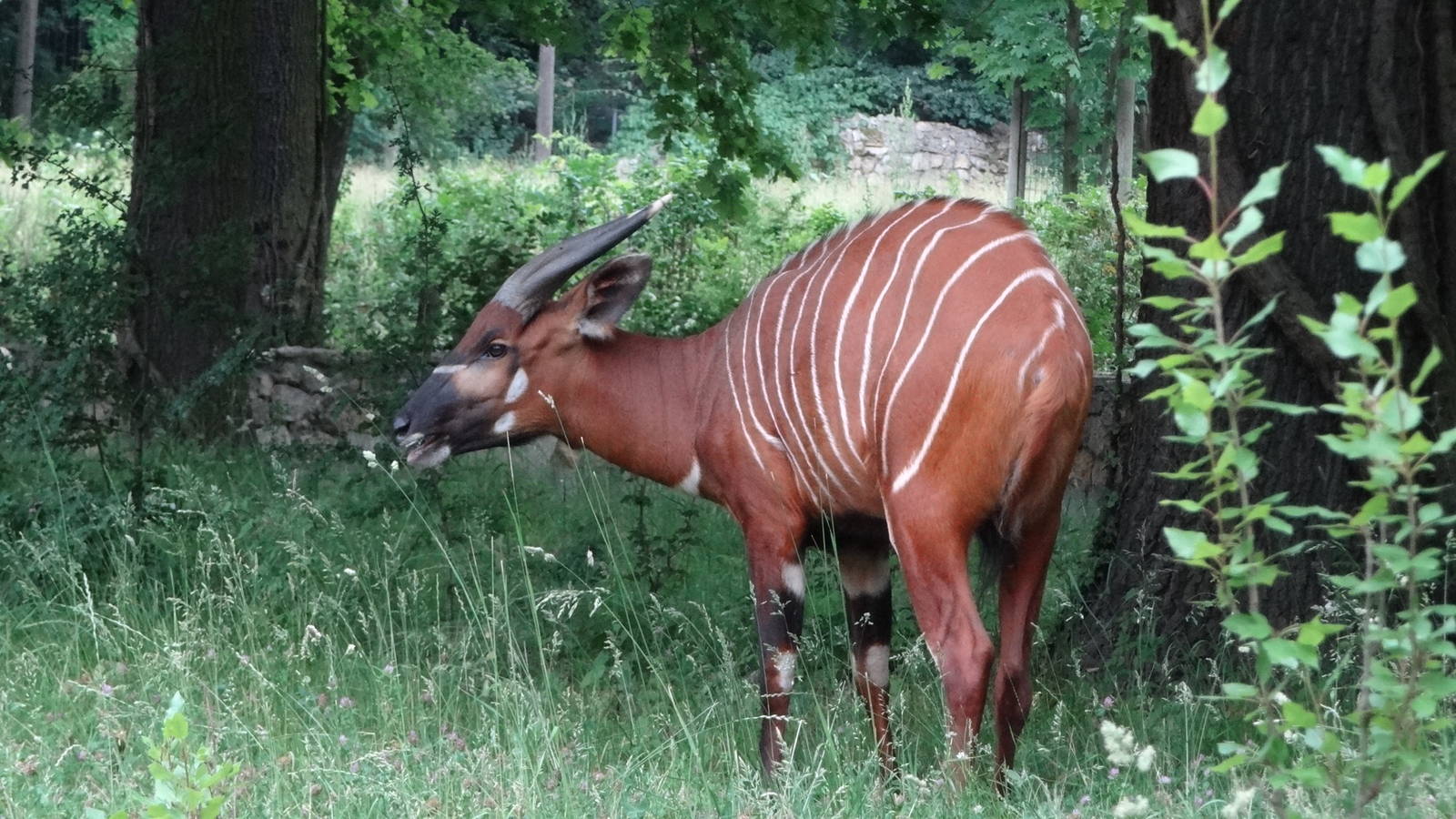 Eastern Bongo