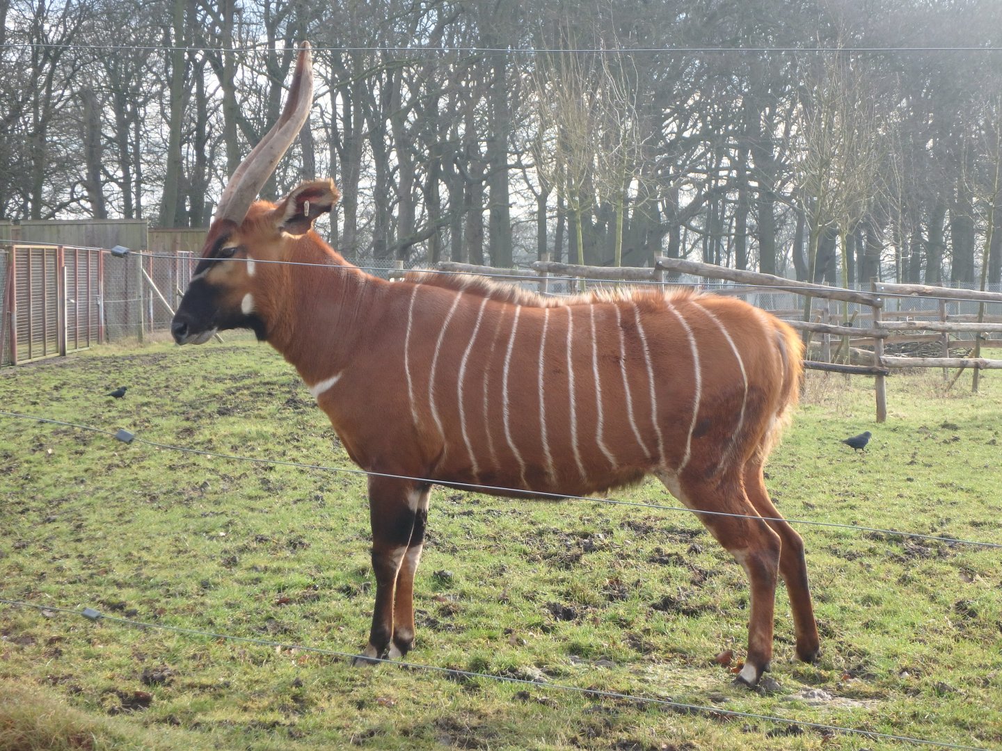Eastern bongo