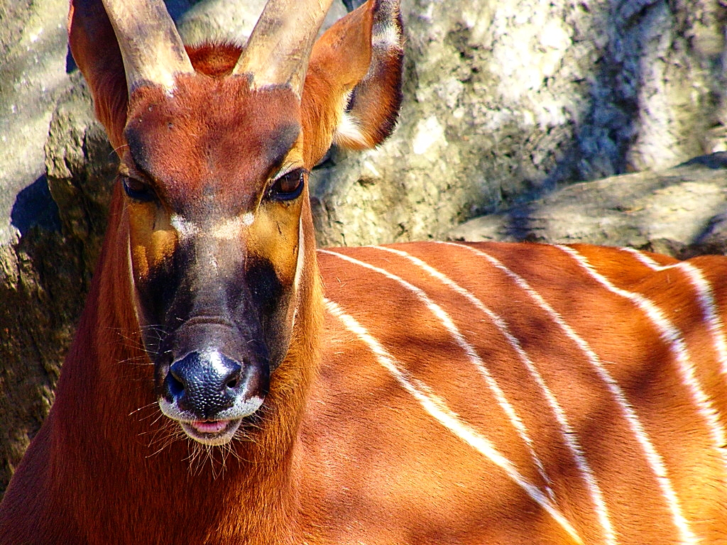 Eastern Bongo