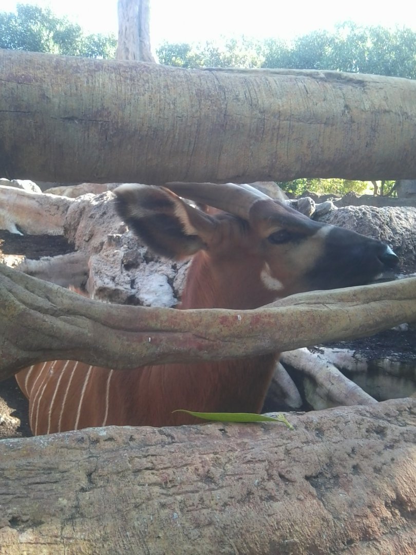 Eastern bongo