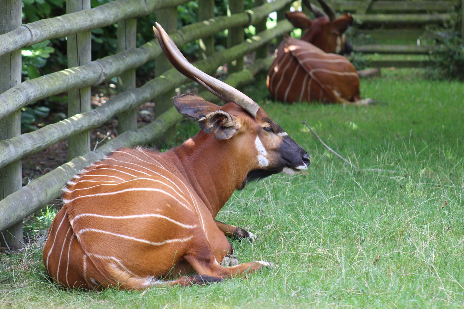 Eastern Bongo