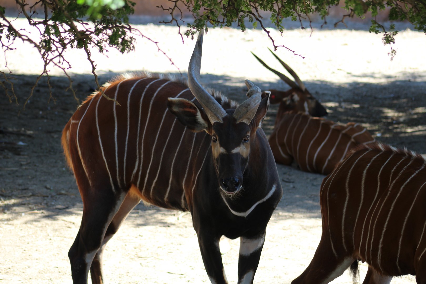 Eastern Bongo