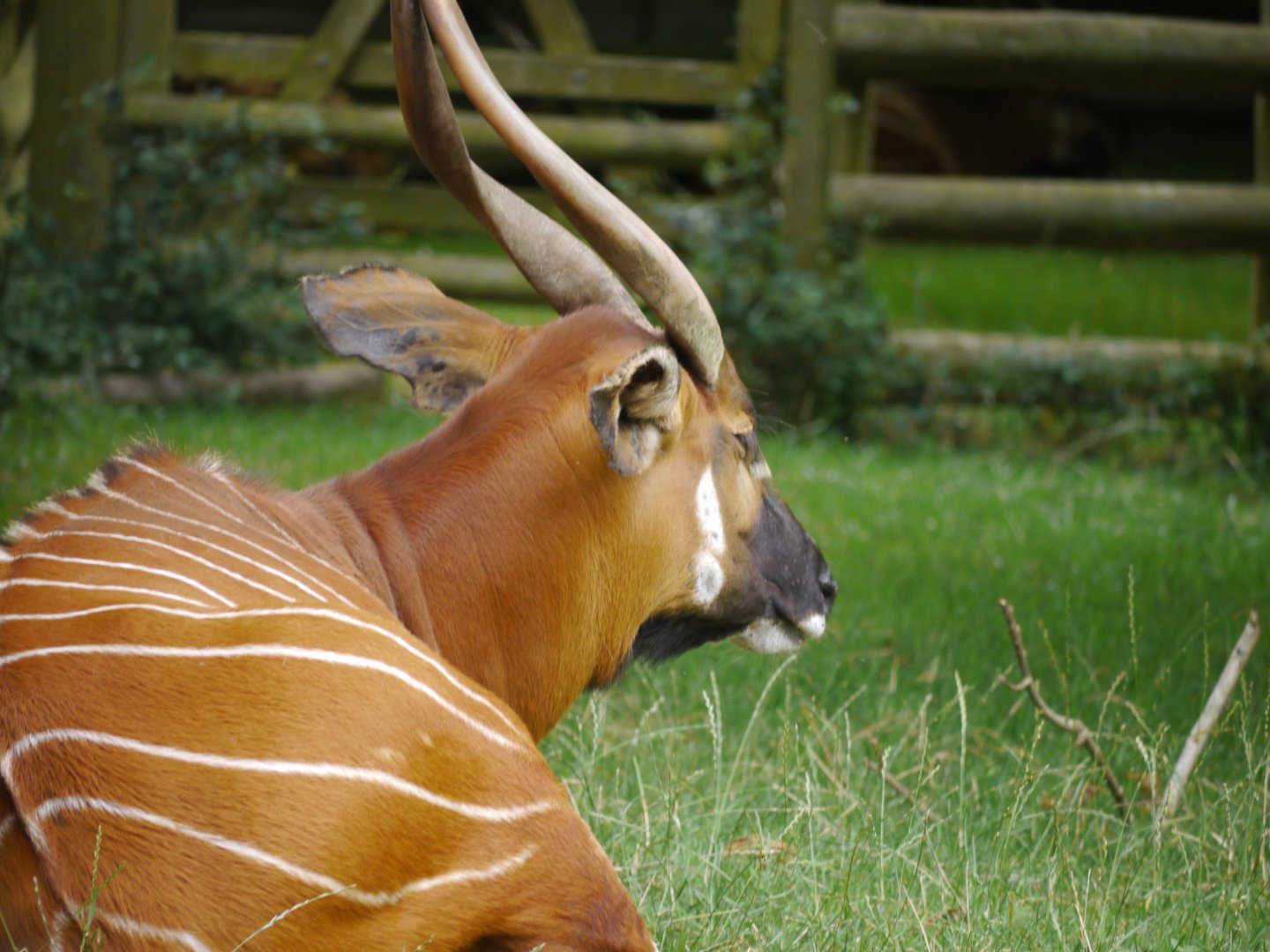 Eastern Bongo