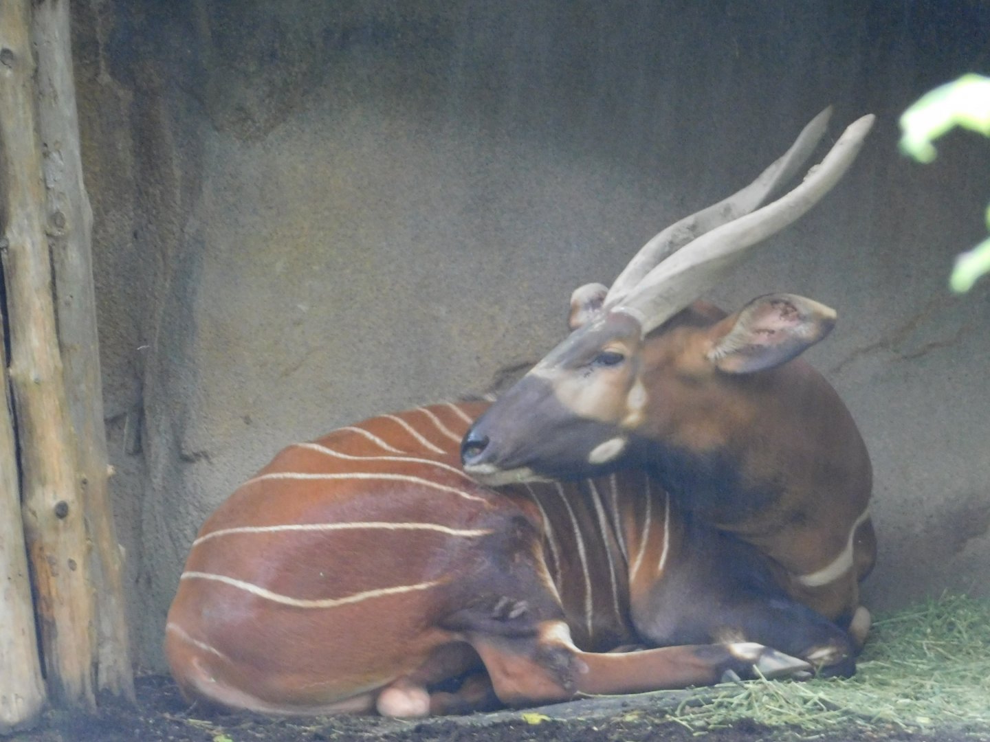 Eastern Bongo