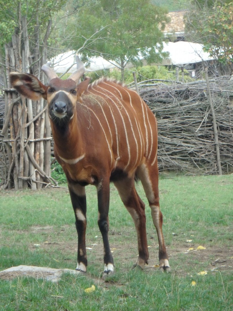 Eastern bongo