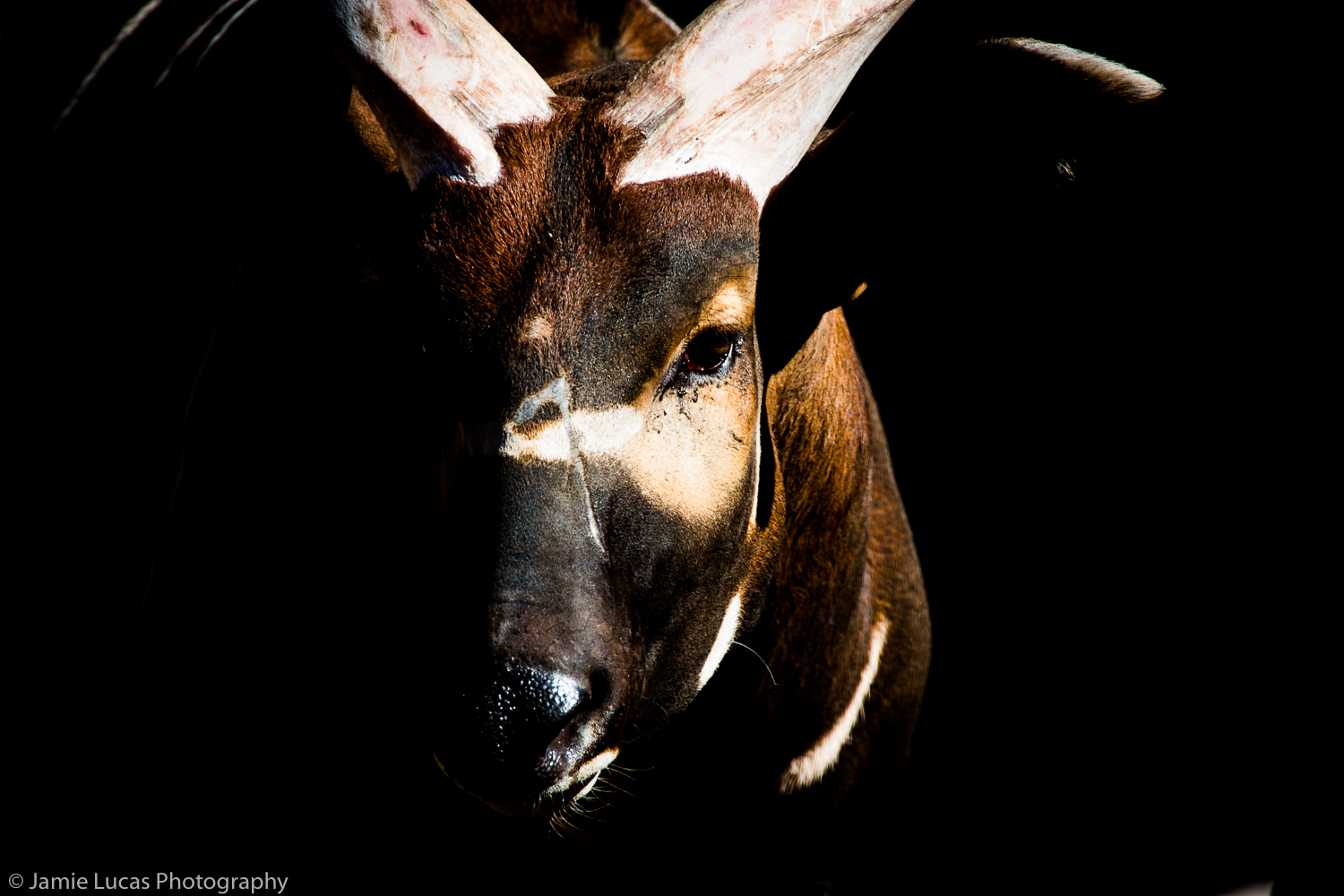 Eastern Bongo