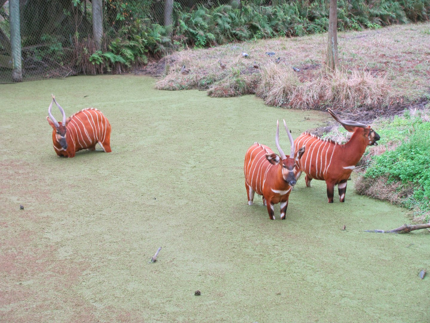 Eastern Bongo