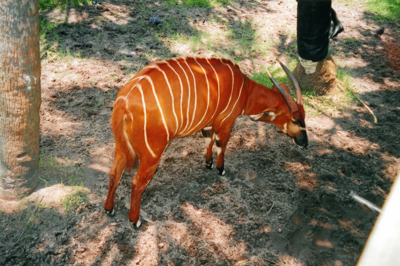 Eastern Bongo