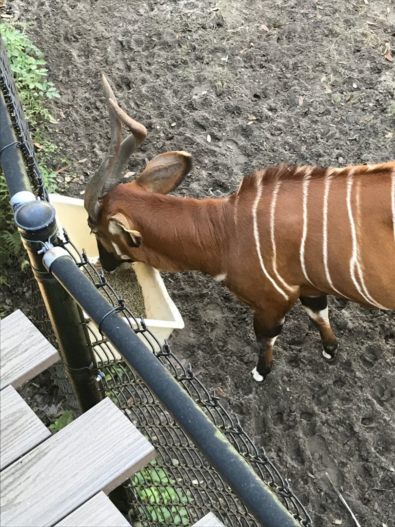 Eastern bongo