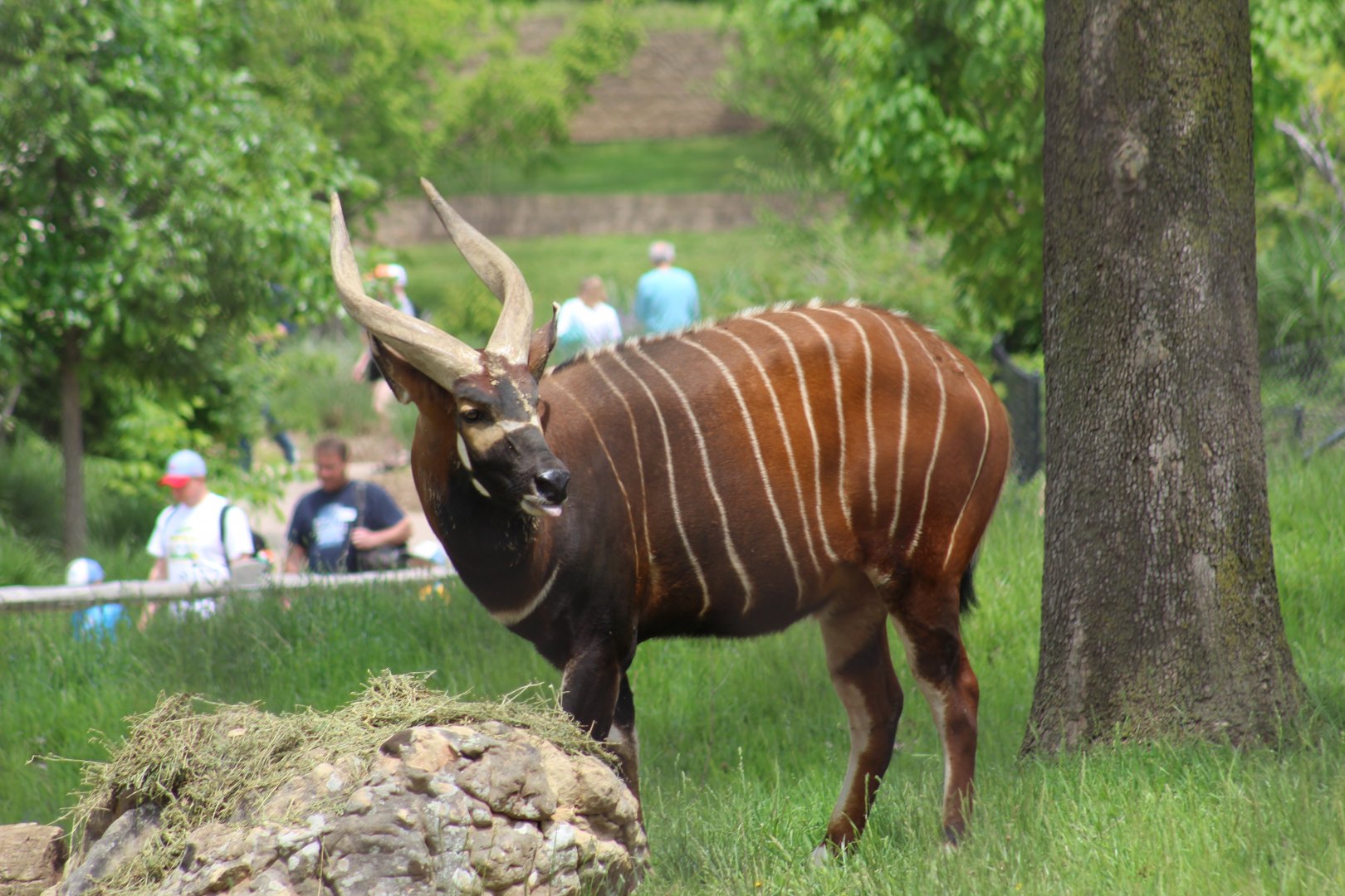Eastern Bongo