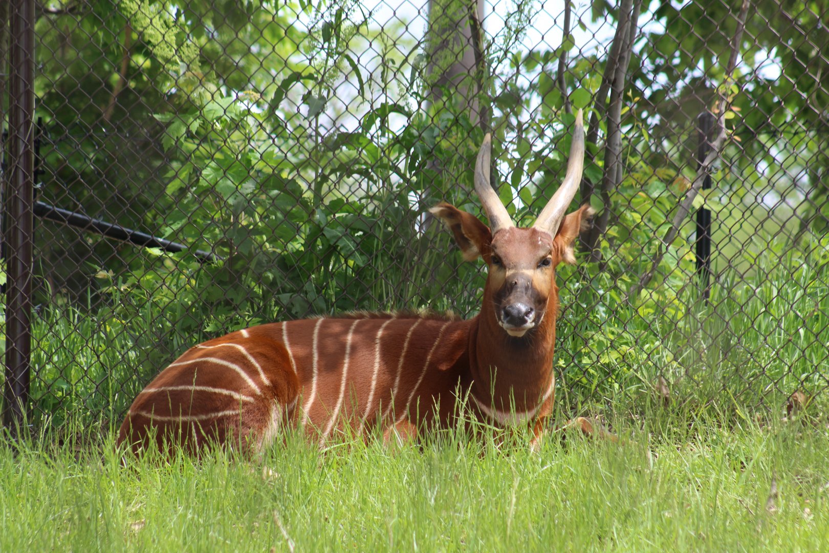 Eastern Bongo