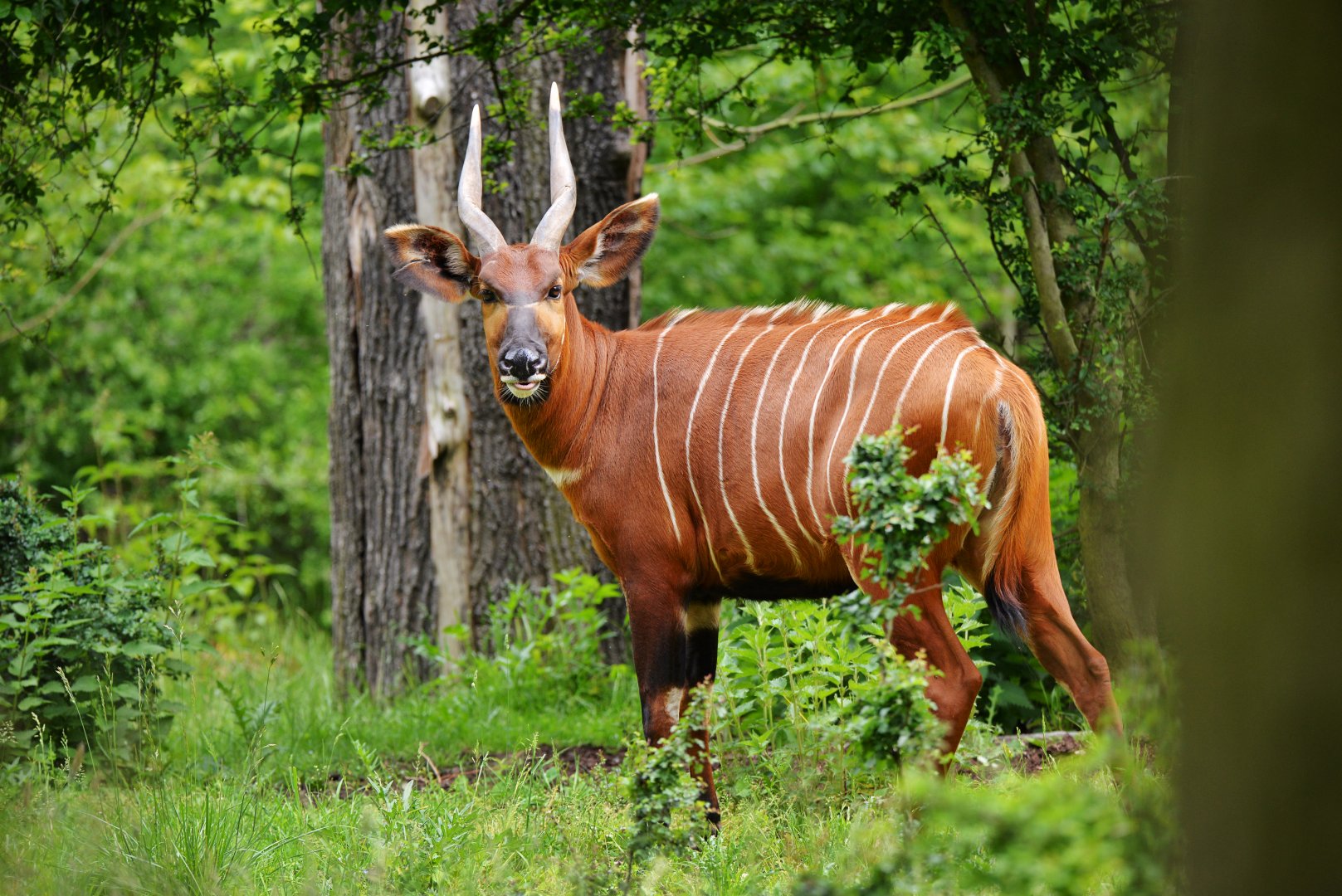 Eastern bongo