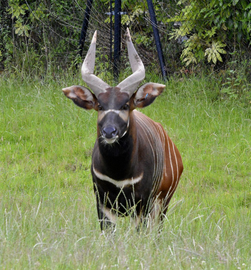 Eastern Bongo