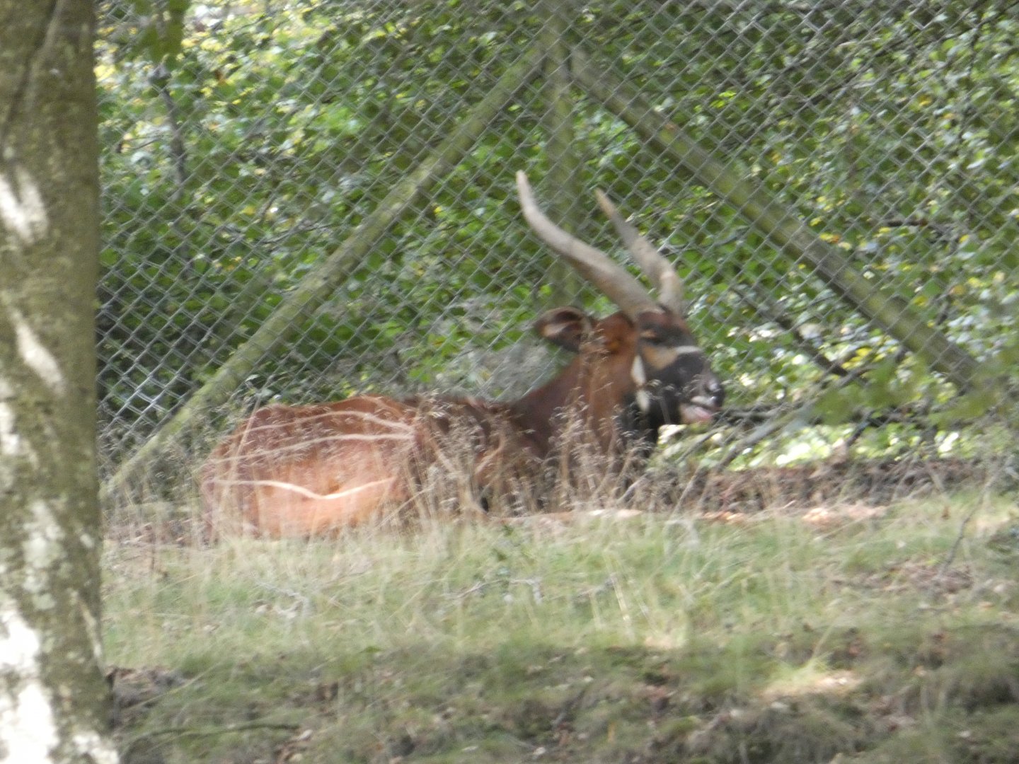 Eastern Bongo